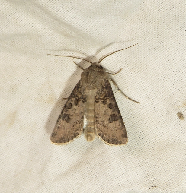 Agrotis segetum - vetési földibagoly