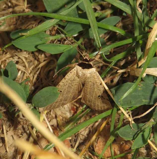 Lygephila craccae - gyakori csüdfűbagoly