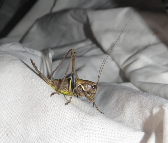 Pholidoptera aptera - nagy avarszöcske