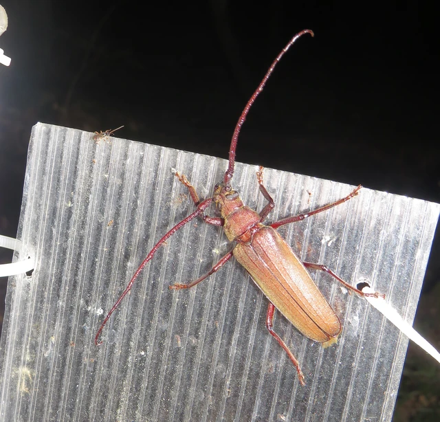 diófacincér - Aegosoma scabricorne