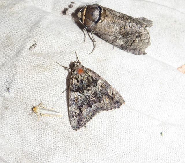 Catocala promissa - kis tölgyfa-övesbagoly