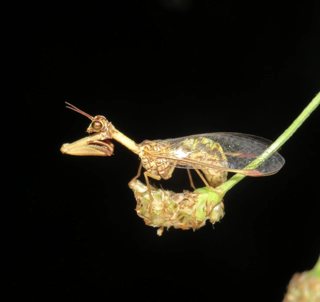 Mantispa styriaca - kétszínű fogólábú-fátyolka