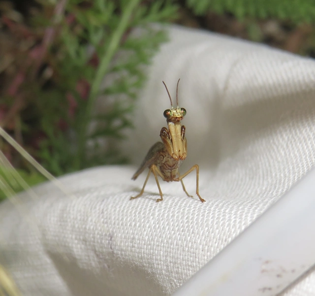 Mantispa styriaca - kétszínű fogólábú-fátyolka