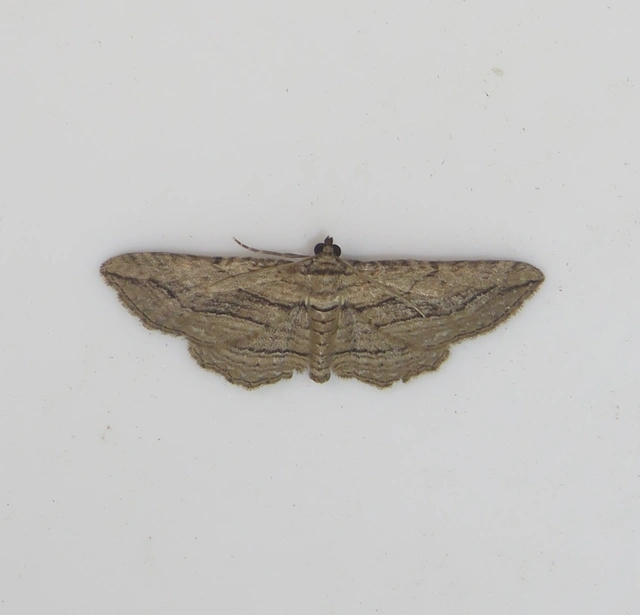 barna iszalagaraszoló - Horisme corticata