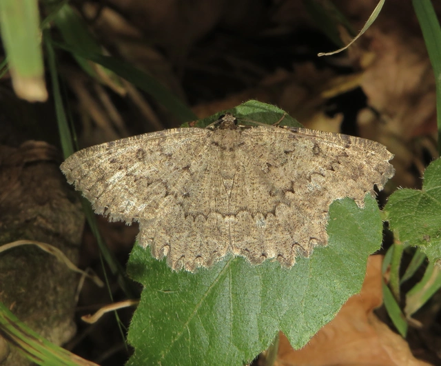 sötét sziklaaraszoló - Charissa obscurata