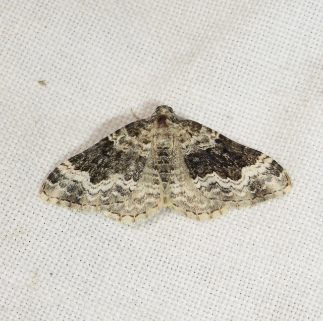 Epirrhoe galiata - sávos galajaraszoló