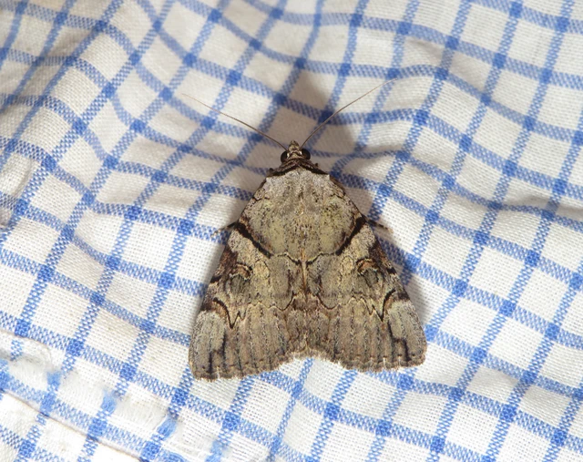 kökény-övesbagoly - Catocala hymenaea