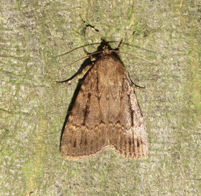 Amphipyra berbera/pyramidea
