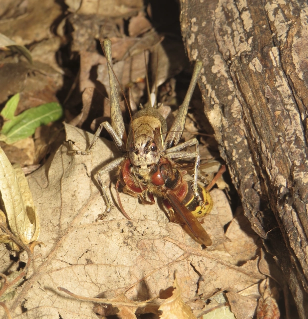 Pholidoptera