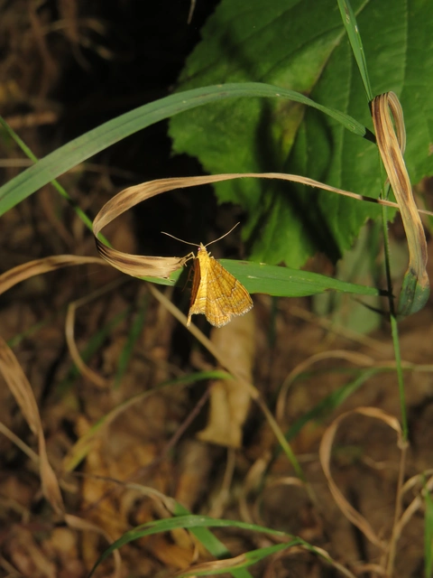 Camptogramma bilineata - kétvonalas sávosaraszoló