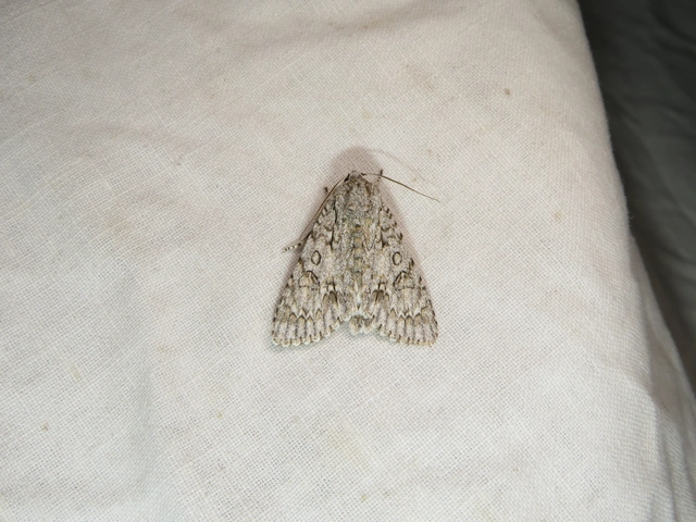 vadgesztenye-szigonyosbagoly - Acronicta aceris