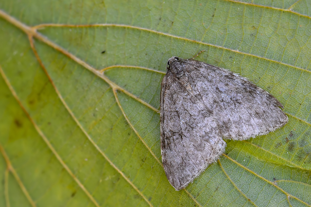 Epirrita christyi/dilutata