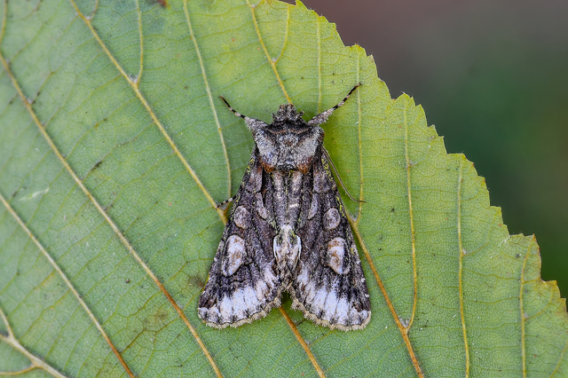 Allophyes oxyacanthae - galagonyabagoly