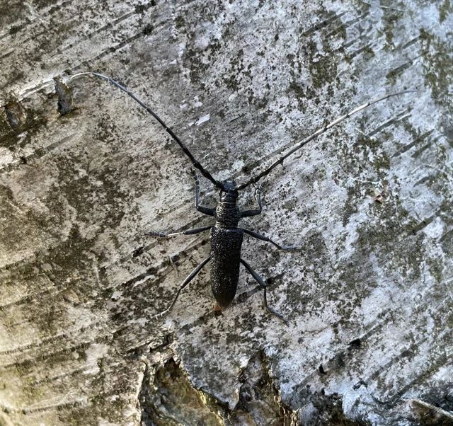 kis hőscincér - Cerambyx scopolii