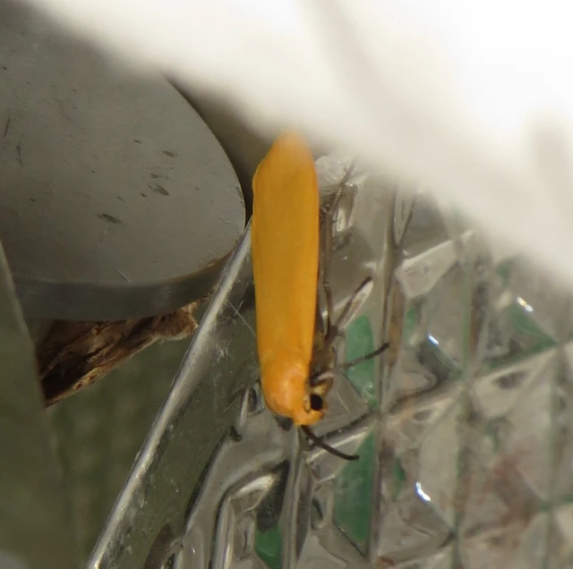 sárga zuzmószövő - Eilema sororcula