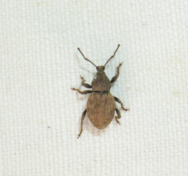 molyhos gyalogormányos - Otiorhynchus raucus