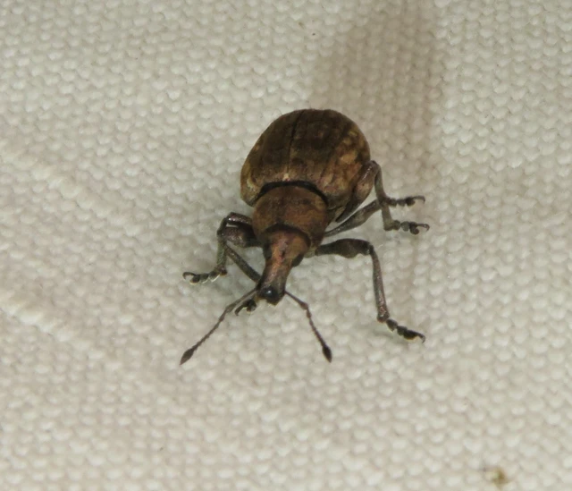 Liophloeus