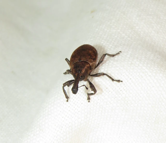 tompafogú fűzormányos - Lepyrus armatus