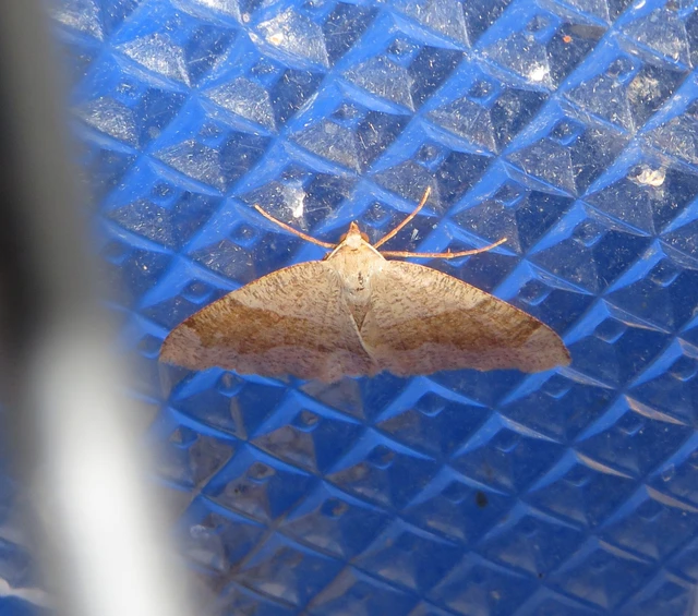 szemcsés araszoló - Plagodis pulveraria