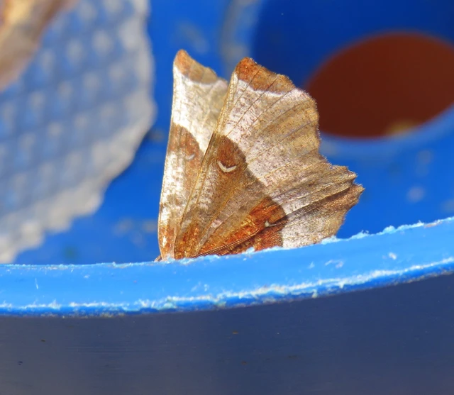 Selenia tetralunaria - négyfoltos holdasaraszoló