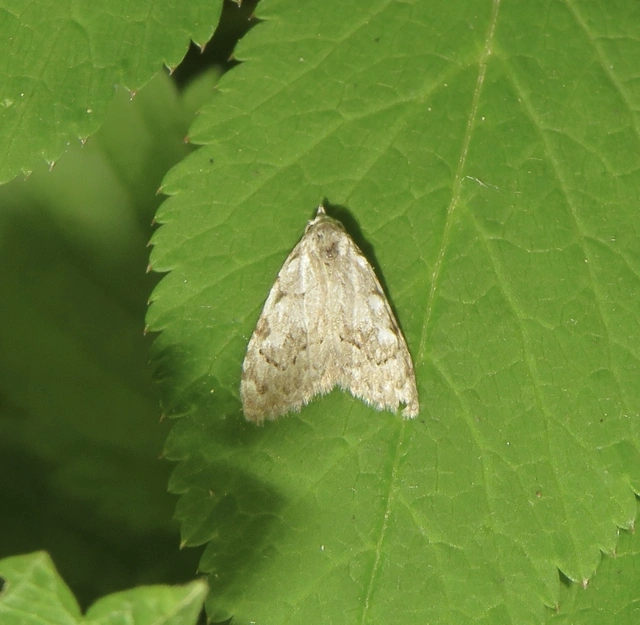 apró pamacsosszövő - Nola confusalis