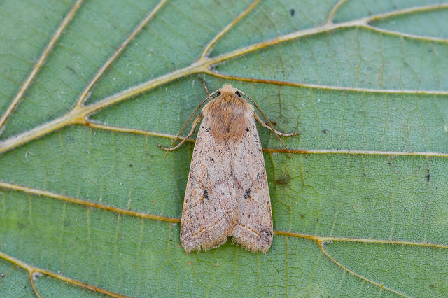 Leptologia macilenta - gyertyán-őszibagoly