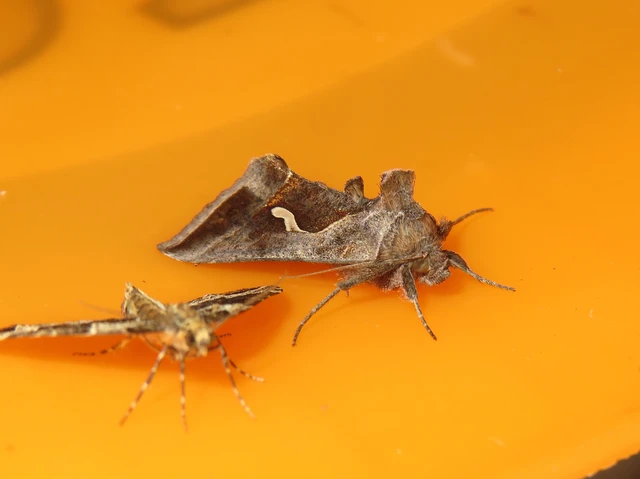 cseppfoltos ezüstbagoly - Macdunnoughia confusa