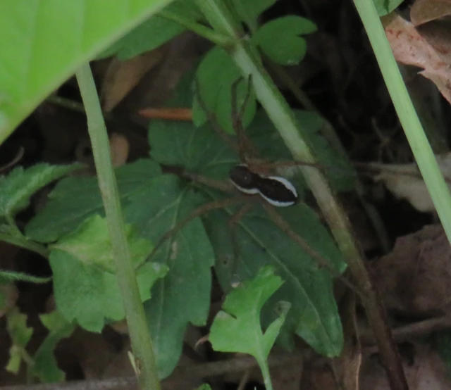 Dolomedes plantarius/fimbriatus