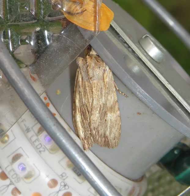 barna fabagoly - Lithophane socia