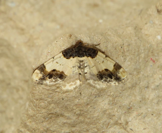 Ligdia adustata - barna levélaraszoló