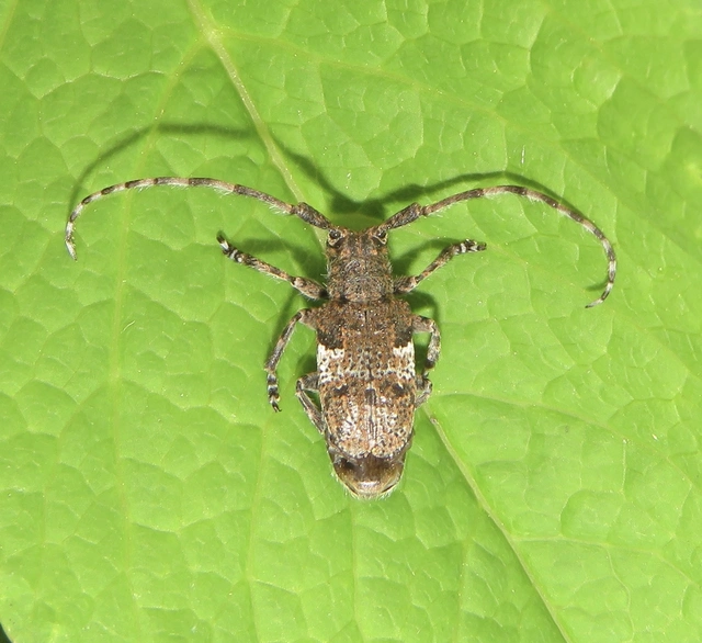 ködfoltos cincér - Mesosa nebulosa