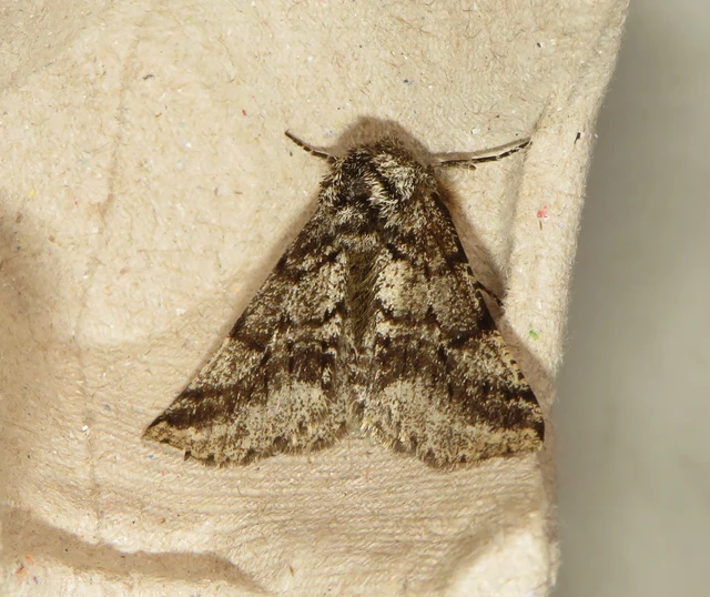 közönséges tavasziaraszoló - Lycia hirtaria