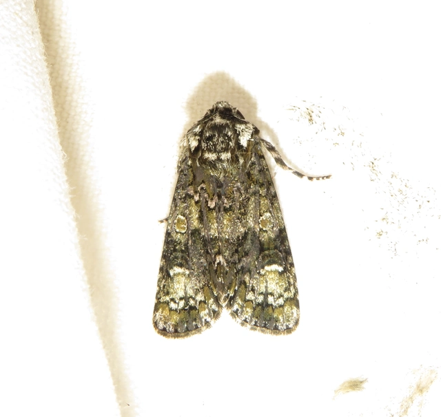 Craniophora ligustri - fagyalbagoly