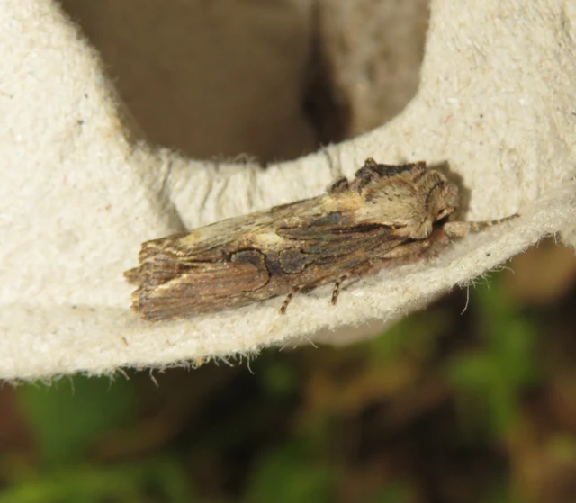 változékony szürkebagoly - Egira conspicillaris