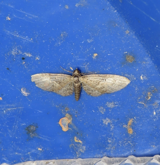 korai törpearaszoló - Eupithecia abbreviata