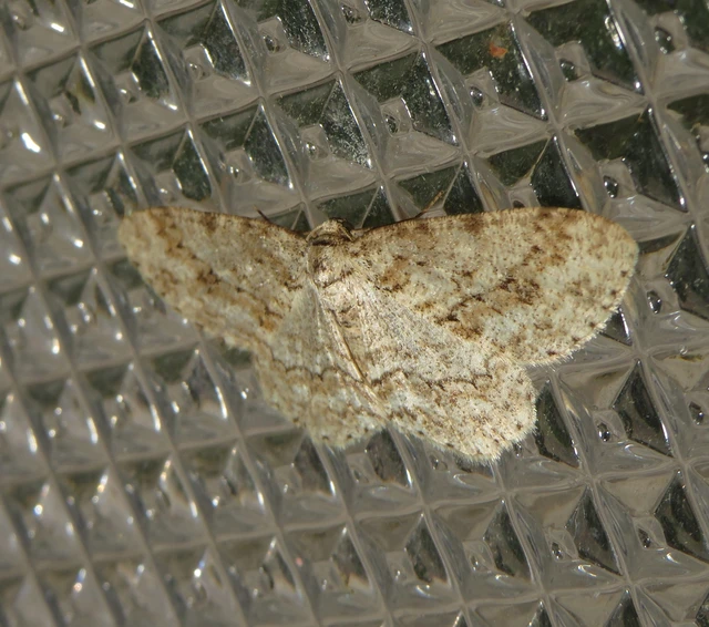 Ectropis crepuscularia - avararaszoló