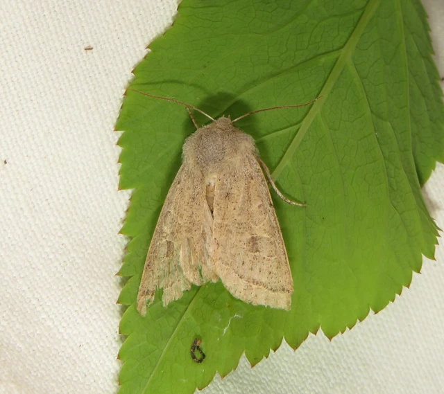 karcsú barkabagoly - Orthosia gracilis