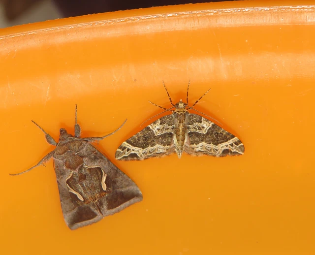 Ecliptopera silaceata - barna tarkaaraszoló
