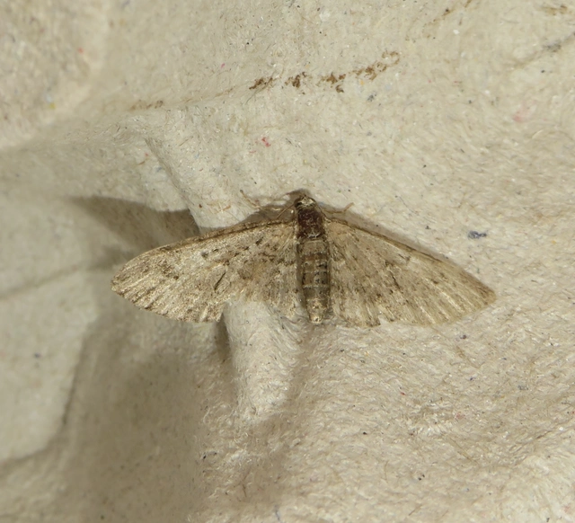 Eupithecia abbreviata - korai törpearaszoló