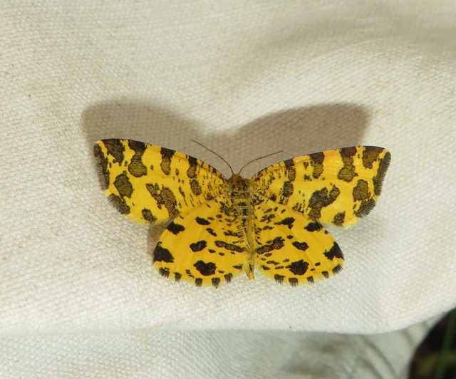 párducfoltos araszoló - Pseudopanthera macularia