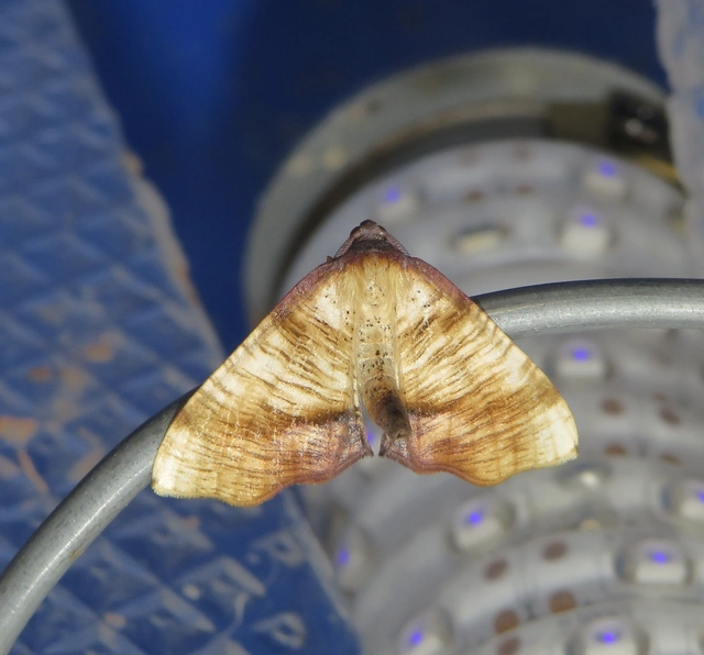 Plagodis dolabraria - baltaszárnyú araszoló