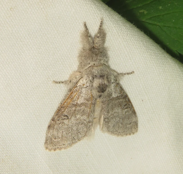 Calliteara pudibunda - hamvasszövő