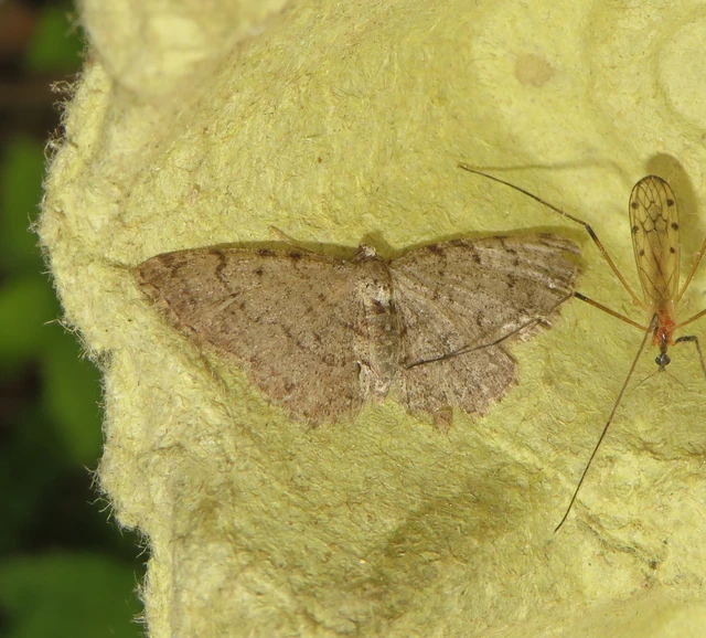 szürke égeraraszoló - Aethalura punctulata