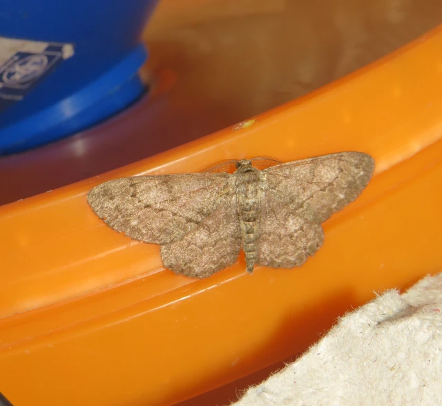 Hypomecis punctinalis - pettyes faaraszoló