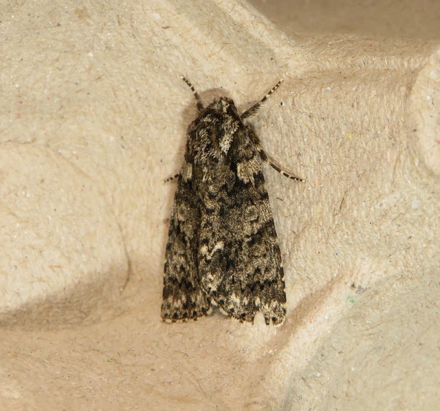 Acronicta rumicis - sóska-szigonyosbagoly Acronicta rumicis - sóska-szigonyosbagoly