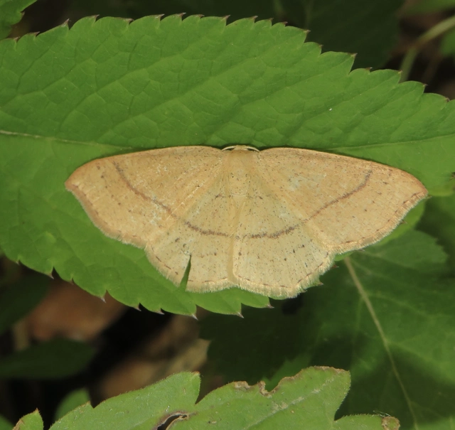 Cyclophora linearia - vonalas pettyesaraszoló