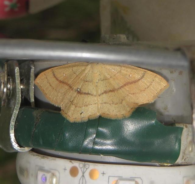 Cyclophora linearia - vonalas pettyesaraszoló