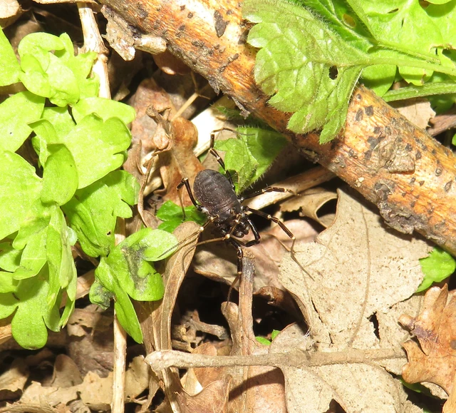 Egaenus convexus