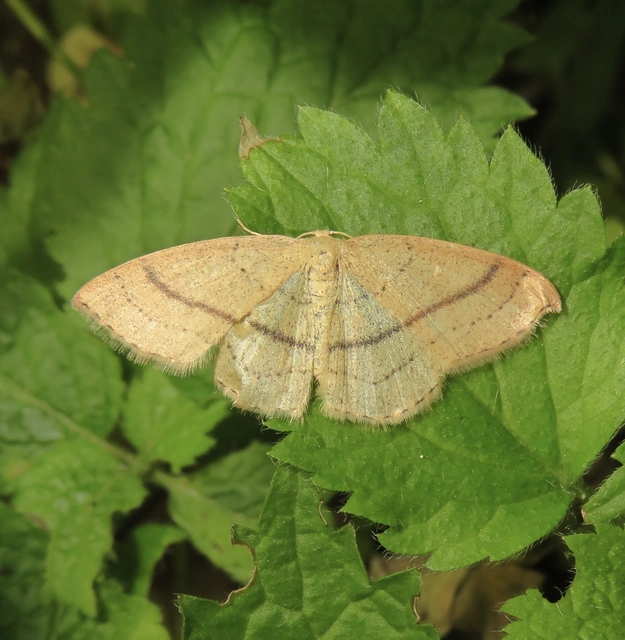 Cyclophora linearia - vonalas pettyesaraszoló