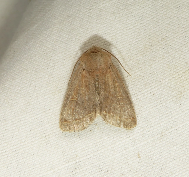 közepes barkabagoly - Orthosia cerasi